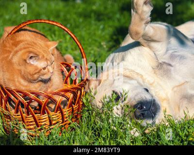 Die rote Katze sitzt in einem Korb neben einem labrador Retriever-Hund auf einem grünen Rasen Stockfoto