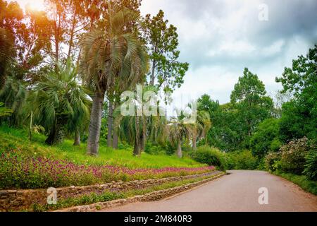 Allee im Batumi Botanical Garden, Georgia Stockfoto