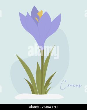 Crocus-Blume. Der erste Frühlingswald blüht in lila Safran mit Blättern im Schnee. Vektordarstellung. Stock Vektor