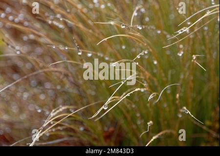 In der roten Socke hängen Wassertropfen an den Stämmen. Stockfoto