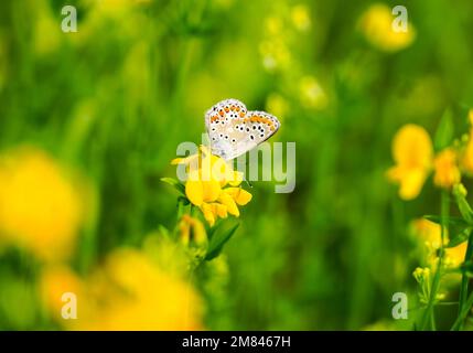 Gemeines Blau auf einer gelben Blume. Schmetterling in natürlicher Umgebung. Polyommatus ikarus. Stockfoto