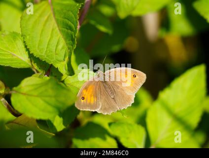 Kleine Heide auf einem grünen Blatt in einer natürlichen Umgebung. Schmetterling-Nahaufnahme. Coenonympha pamphilus. Stockfoto