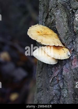 Flammulina finlandica, gemeinhin bekannt als Samtschenkel, Wildpilz aus Finnland Stockfoto