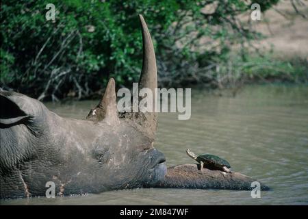 Weiße Nashörner (Ceratotherium simum), als nahe bedroht eingestuft, mit afrikanischer Helmschildkröte (Pelomedusa subrufa) auf Felsen im Wasserloch Stockfoto