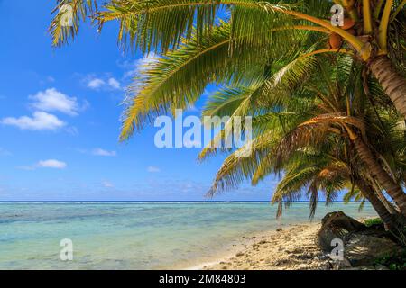 Palmen wachsen am Ufer der tropischen Insel Rarotonga, Cook Islands Stockfoto