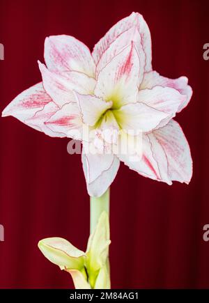 'Aphrodite' Hippeastrum, Amaryllis (Hippeastrum x hortorum) Stockfoto