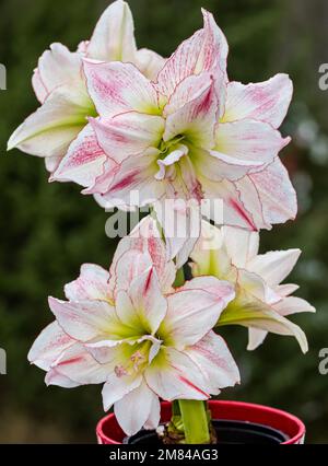 'Aphrodite' Hippeastrum, Amaryllis (Hippeastrum x hortorum) Stockfoto