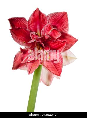 'Sweet Nymph' Hippeastrum, Amaryllis (Hippeastrum x hortorum) Stockfoto