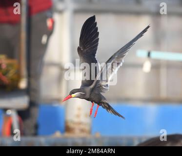 Eine inka-Seezunge (Larosterna inca), die auf der Suche nach Fischresten beim Entladen von Fischerbooten im Flug ist. Paracas, Ica, Peru. Stockfoto