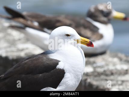 Eine Erwachsene belcher-Möwe (Larus belcheri) mit Jungtieren im Hintergrund. Paracas National Reserve, Paracas, Ica, Peru. Stockfoto