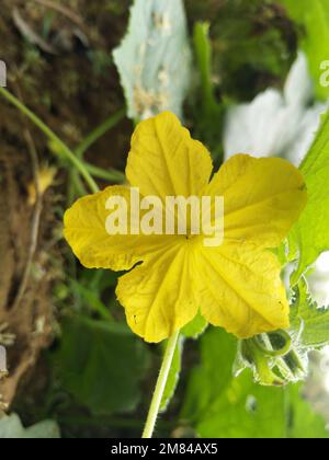 Die Blume des ökologischen Landbaus, Melonenfrucht wächst auf dem Bauernhof. Melonenblume Stockfoto