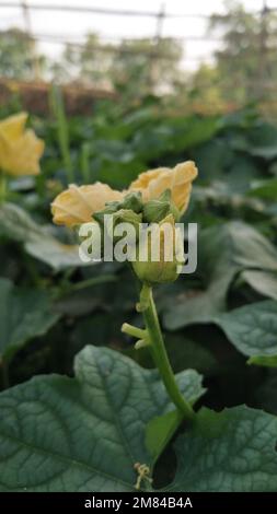 Luffa aegyptiaca, der Schwammrippe, ägyptische Gurke oder vietnamesischer Luffa, ist eine jährliche Rebenart, die wegen ihrer Früchte angebaut wird Stockfoto