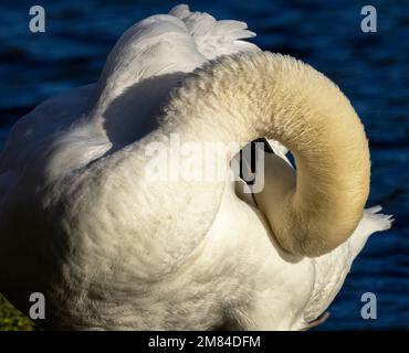 Als ein so großer Wasservogel, der auch fliegt, verbringt der Stumme Schwan viel Zeit damit, sich vorzubereiten, um ihr Gefieder in einem Top-Zustand zu halten Stockfoto