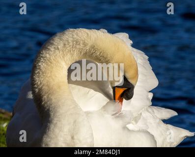 Als ein so großer Wasservogel, der auch fliegt, verbringt der Stumme Schwan viel Zeit damit, sich vorzubereiten, um ihr Gefieder in einem Top-Zustand zu halten Stockfoto