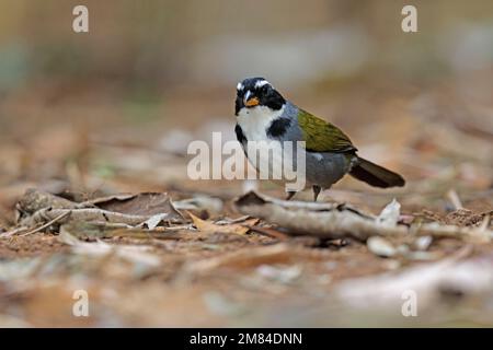 Halbkragen Sparrow, Sitio Macuquinho, Salesopolis, SP, Brasilien, August 2022 Stockfoto