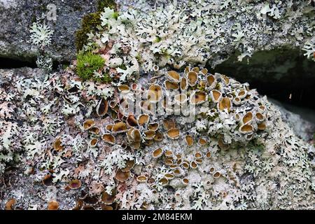 Xanthoparmelia conspersa, allgemein bekannt als der gespensterte Gesteinsschild, eine Flechte, die auf der Felsoberfläche in Finnland wächst Stockfoto