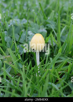 Bolbitius titubans, auch als Bolbitius vitellinus bekannt, die gemeinhin als Gelb Fieldcap oder Eigelb, Fieldcap Wild Mushroom aus Finnland Stockfoto