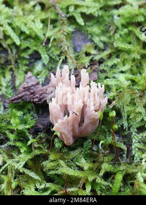 Lentaria byssiseda, ein Korallenpilz, der auf Eichenstamm wächst, kein gebräuchlicher englischer Name Stockfoto