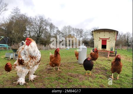 Hühner aus Freilandhaltung, einschließlich der größeren Brahma-Rasse mit einem Hühnerstall im Stil einer Zigeunerkarawane. Stockfoto