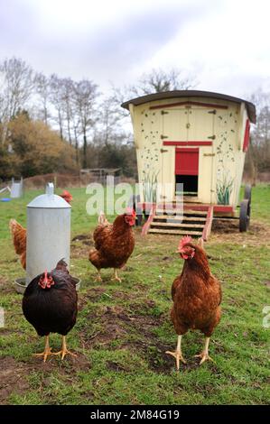 Hühner aus Freilandhaltung in einem Hühnerstall im Zigeunerkarawanstil. Stockfoto