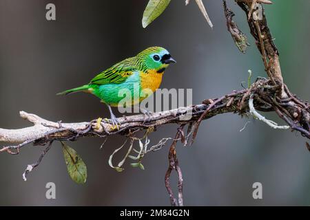 Brassy-Breasted Tanager, Sitio Macuquinho, Salesopolis, SP, Brasilien, August 2022 Stockfoto