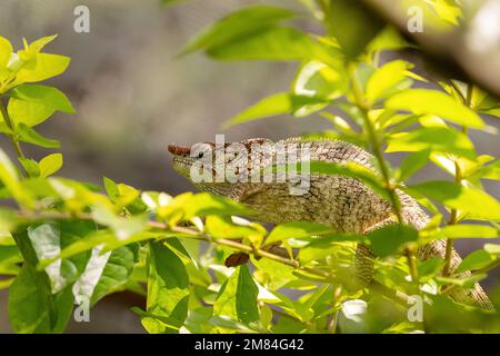 Männlich vom kurzhornigen Chamäleon (Calumma brevicorne), endemisches Tier, das sich im Regenwald versteckt. Reservieren Sie Peyrieras Madagaskar Exotic, Madagaskar Wildtiere und Stockfoto