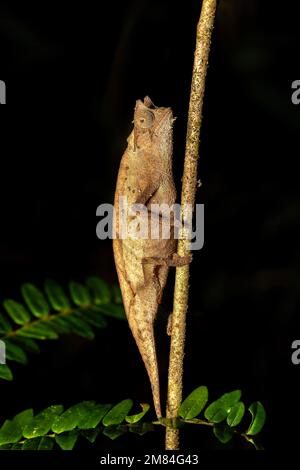 Braunblättriges Chamäleon oder Stumpfschwanz-Chamäleon (Brookesia superciliaris) ist ein kleines endemisches Chamäleon, Andasibe-Mantadia-Nationalpark, Madagaskar wil Stockfoto