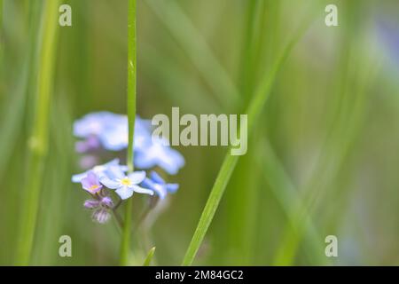 Blaue Blütenblätter einer in grünem Gras isolierten Blume abgebildet. Natürliche Wiese mit Blumen. Landschaftsaufnahmen aus der Natur Stockfoto