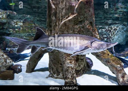 Große Störfische schwimmen unter Wasser. Süßwasserfische unter Wasser. Stockfoto