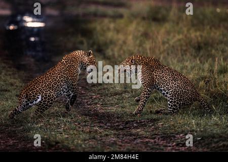Sich gegenseitig einzuschätzen. WENN DU DACHTEST, du hättest ein Problem mit Bumerang-Kindern, die nicht bereit sind, das Nest zu fliegen, dann denke an diese Leoparismutter Stockfoto