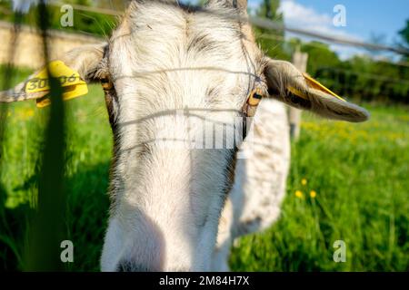 Ziege hinter dem Zaun Stockfoto