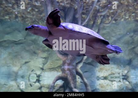 Schildkröten schwimmen unter Wasser. Meeresschildkröten gleiten im blauen Ozean. Stockfoto