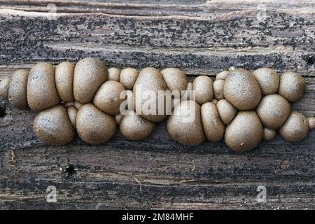 Lycogala epidendrum, die im Allgemeinen als Wolf Milch bekannt, gröning die Schleimpilze, aethalia oder Fruchtkörper auf morschem Holz Stockfoto