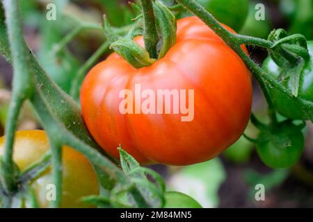 Tomate, Bloody Butcher Stockfoto