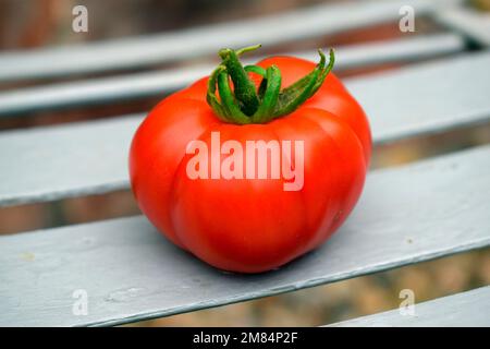 Tomate, Bloody Butcher Stockfoto