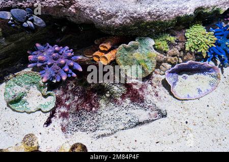 Leuchtende Korallenriff-Szene mit weichen Distelkorallen und Plattenkorallen Stockfoto