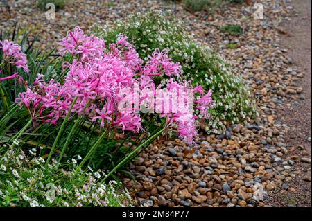 Nerine bowdenii, Bowdenlilie, Amaryllidaceae. Leuchtend rosa Herbstblumen. Stockfoto