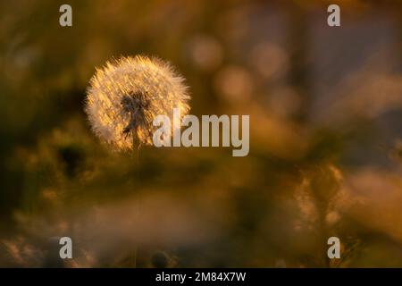 Flauschig leuchtender runder Dandelion im Gras, das von der untergehenden Sonne beleuchtet wird. Sommerstimmung Konzept. Das Konzept der Freiheit, Träume der Zukunft, beschallen Stockfoto