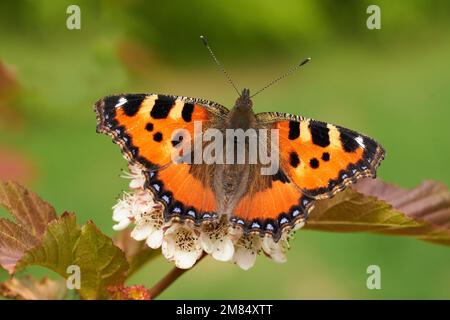 Schmetterling kleiner Fuchs-Aglais urticae Stockfoto