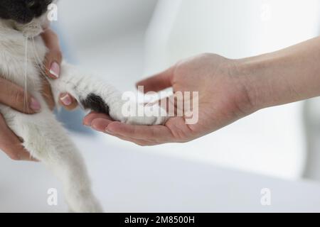 Nahaufnahme einer weiblichen Hand, die Pfote einer Hauskatze hält Stockfoto