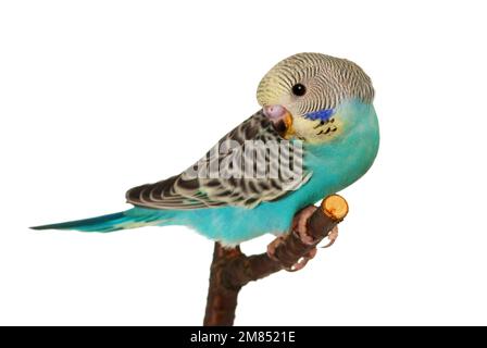 Ein Nahporträt einer Wellensittich auf Weiß Stockfoto
