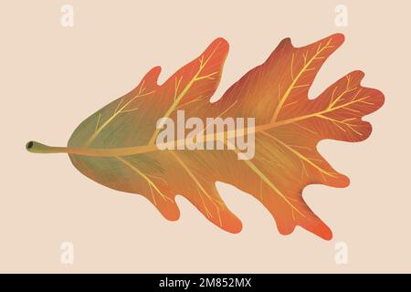 Handgezeichnete Blatt Element Vektor Herbst weiße Eiche Stock Vektor