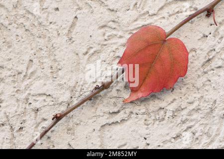 Das letzte rote Efeu-Blatt von Boston im Herbst an der Wand Stockfoto