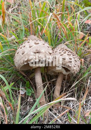 Pilze — Parasol (Macrolepiota procera) Stockfoto