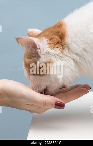 Ein Mann, der eine Hauskatze aus der Hand füttert. Eine Frau, die einer Katze Nahrung gibt. Die Katze frisst Nahrung Stockfoto