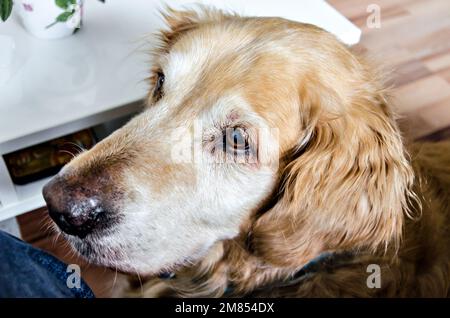 Nahaufnahme des wunderschönen Golden Retriever mit süßem Look Stockfoto