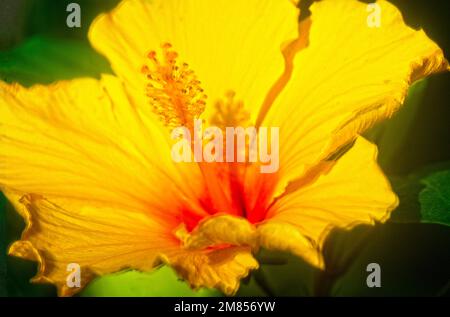 HDR hawaiianischer Hibiskus Calgary Zoo Alberta Stockfoto