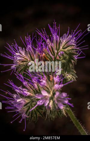 Diese Pflanze, die Phakelie, ist Nahrung für Bienen und andere Insekten. Wichtig in Zeiten, in denen Bienen eine schwere Zeit haben Stockfoto