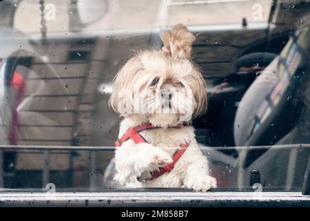 Ein kleiner Hund der Rasse Yorkshire Terrier in einem Auto in der Nähe des Ruders. Der Hund schaut aus dem Autofenster. Yorkshire Terrier-Hund, der den Regen durch das Auto fallen sieht, gewinnt Stockfoto