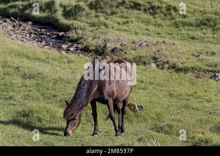 Pferd grast auf einer grünen, üppigen Weide, Island Stockfoto